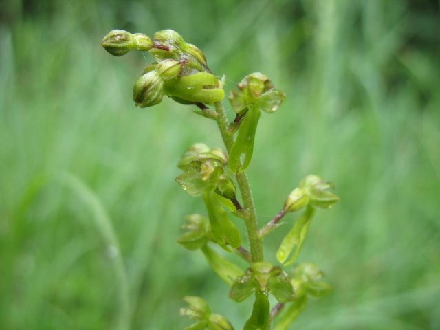 Listera ovata fleurs